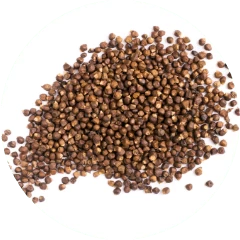 Grains of paradise seeds